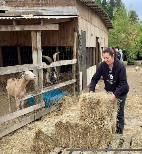 secretos de rancho el totoral el quisco granja educativa 1