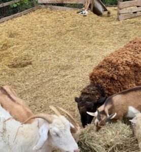 secretos de rancho el totoral el quisco granja educativa 3