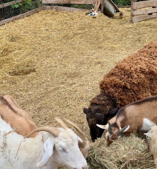 secretos de rancho el totoral el quisco granja educativa 3