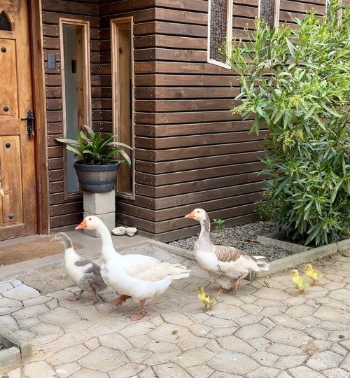 secretos de rancho el totoral el quisco granja educativa 4