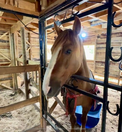secretos de rancho el totoral el quisco granja educativa 7