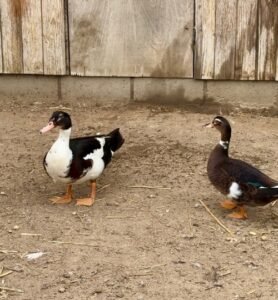 secretos de rancho el totoral el quisco granja educativa 8