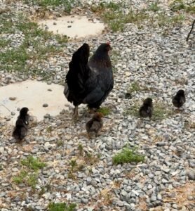 secretos de rancho el totoral el quisco granja educativa 9