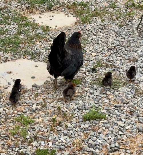 secretos de rancho el totoral el quisco granja educativa 9