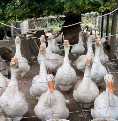 secretos del rancho el totoral el quisco arriendo de cabanas eventos 378x385px 1